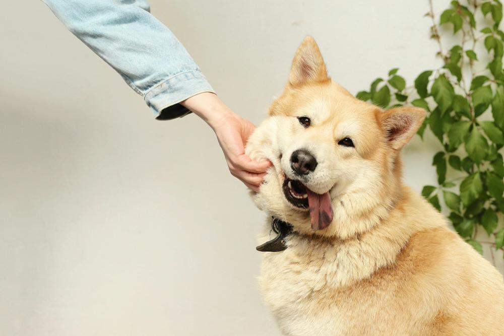 Dog petting-36e1e67b89114ffd960f91f2f7a3a166.jpg Dog petting